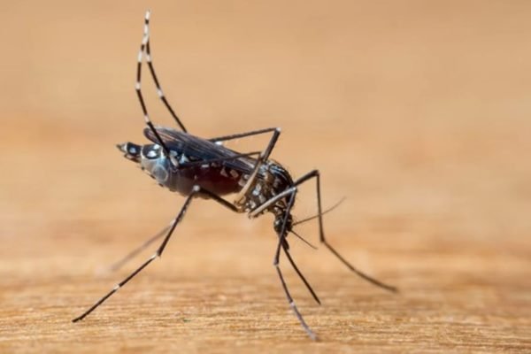 Mosquito da dengue - Metrópoles