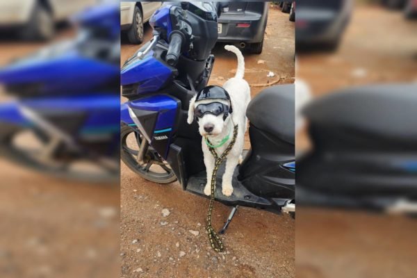 Autuado por “infracão”: motociclista é flagrado com cachorro na moto