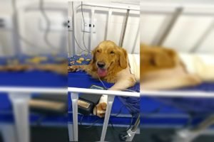 imagem colorida. Cachorra da raça Golden Retriever, internada no hospital