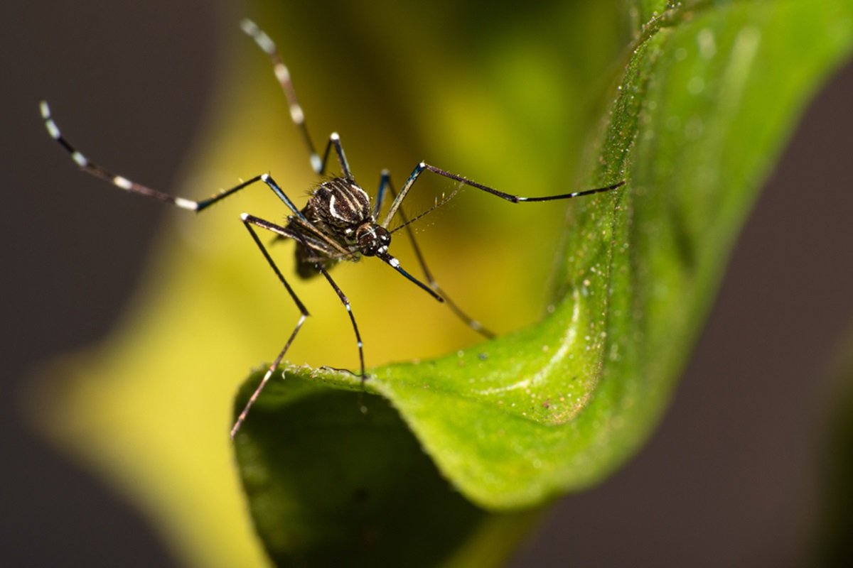 Imagem mostra o mosquito aedes aegypti em primeiro plano - Metrópoles