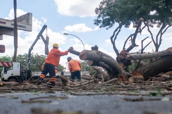 Brasília (DF), 28/02/2024 Funcionários da Novacap fazendo a poda e limpeza de árvore na 704/705 Norte. Local: 704/705 Norte