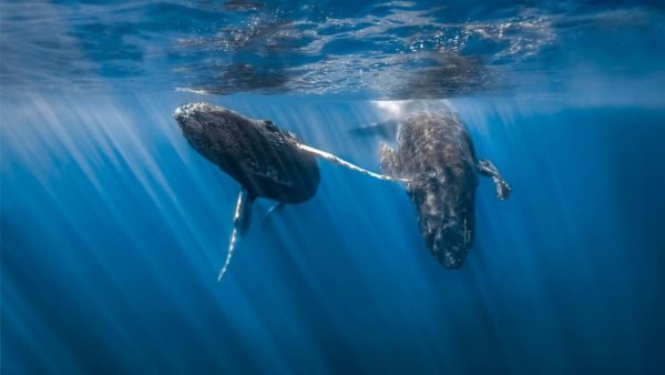Imagem colorida de baleias jubarte - Metrópoles