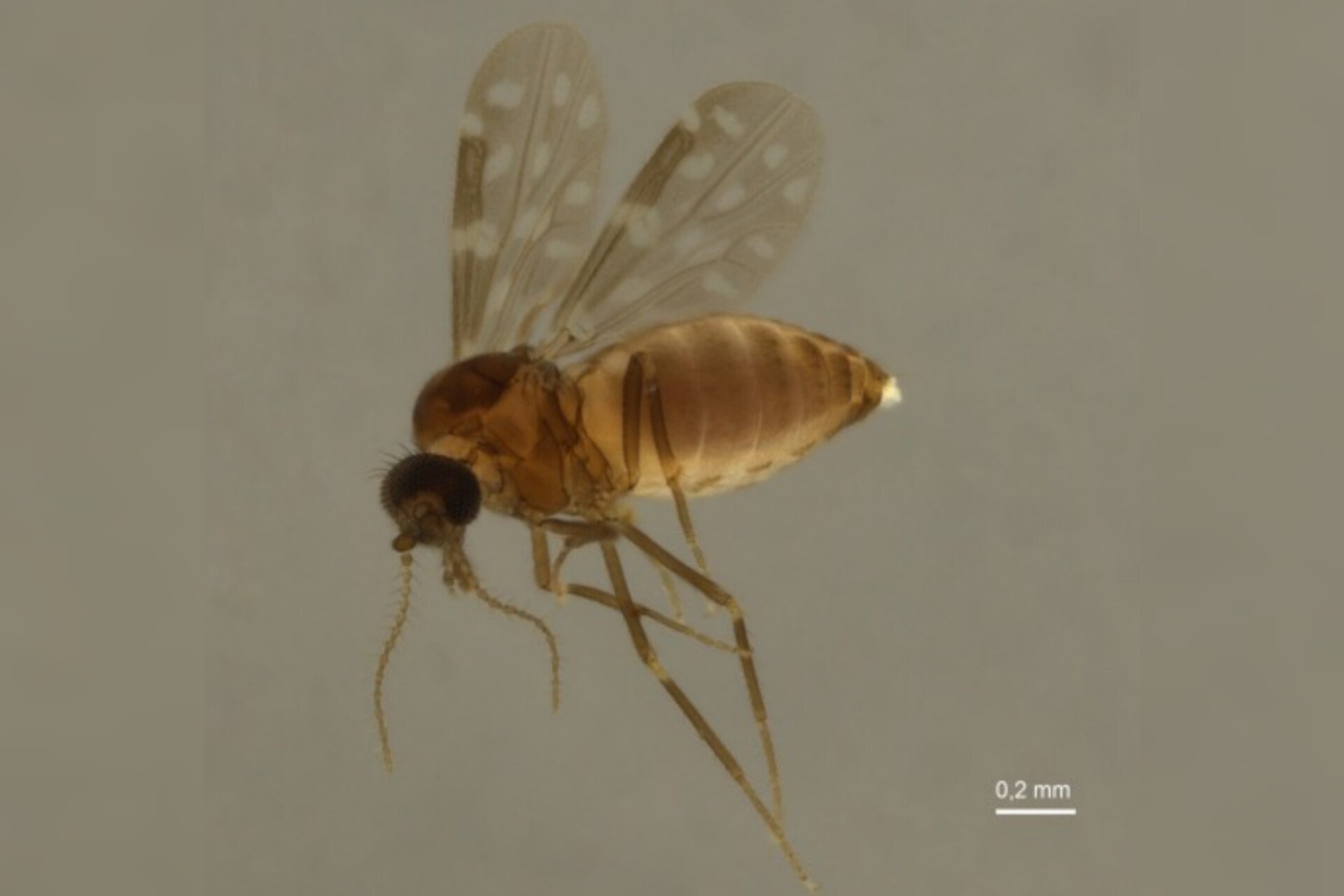 Imagem de microscópio retrata o mosquito Culicoides paraenses, transmissor da febre oropouche - Metrópoles