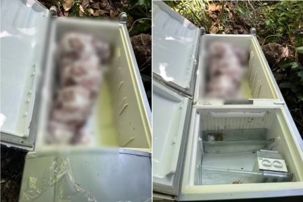 Imagem colorida e desfocada de corpo em geladeira - Metrópoles