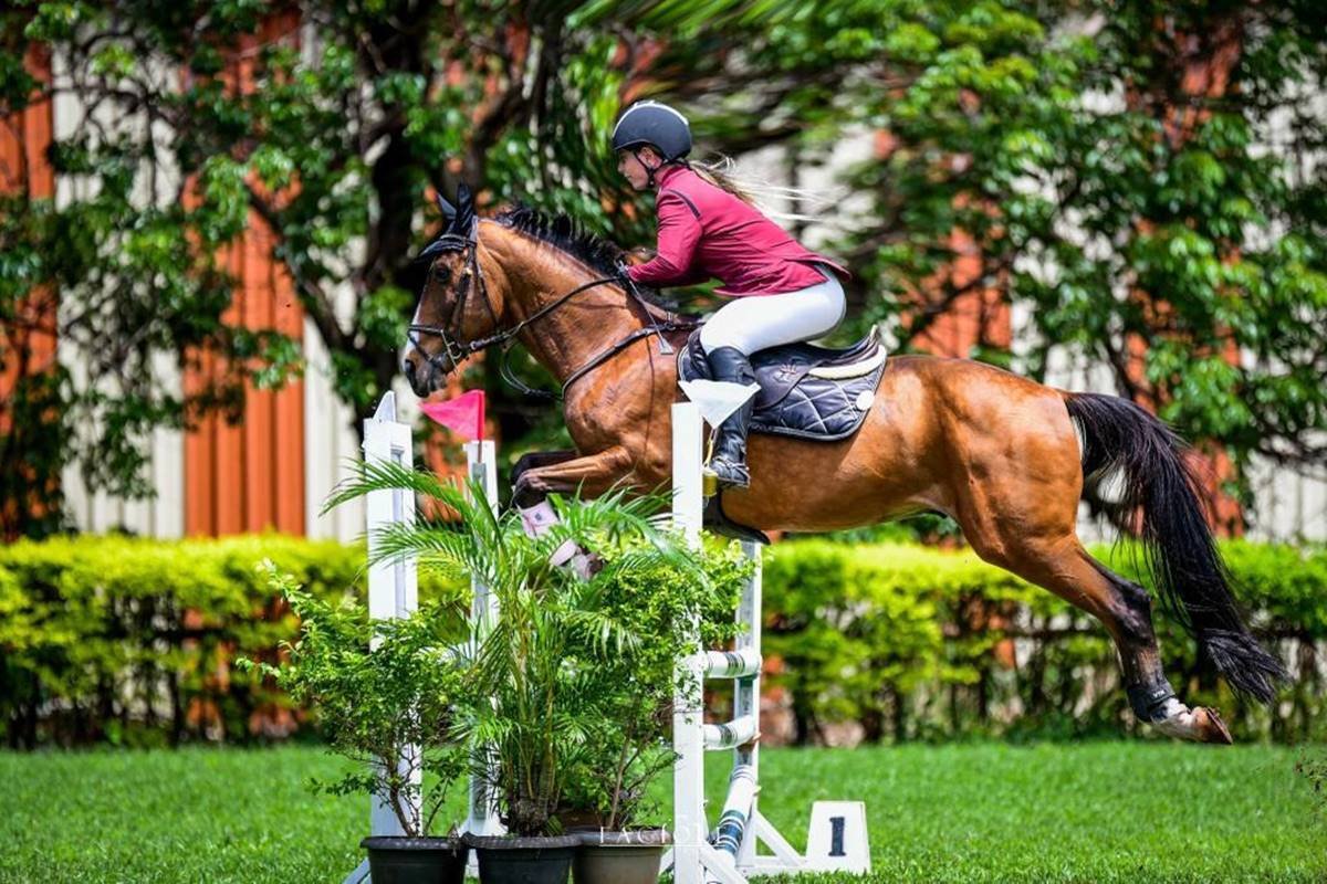 Foto colorida de cavalo marrom saltando