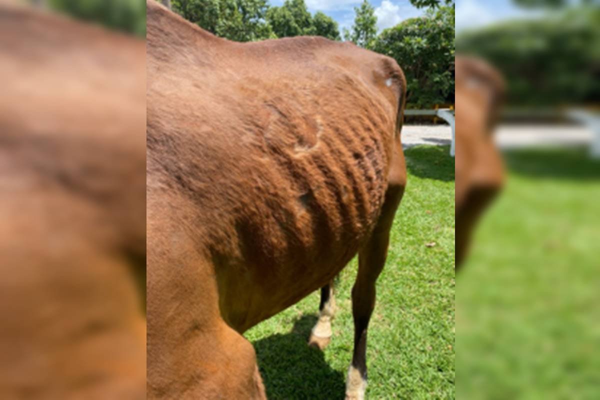 Foto colorida de cavalo com machucado