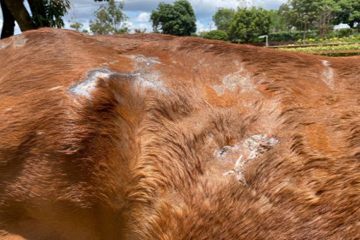 Foto colorida de cavalo com machucado