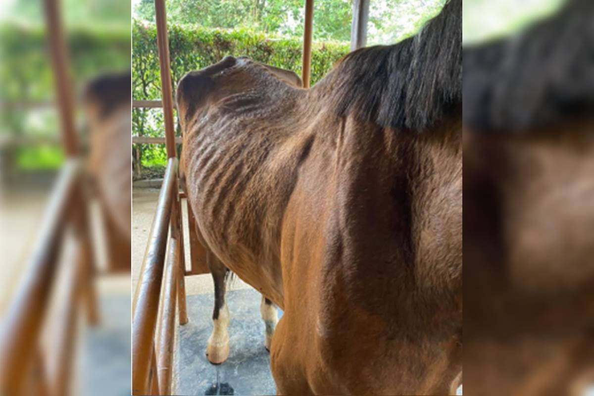 Foto colorida de cavalo com machucado