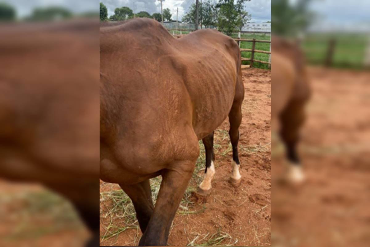 Foto colorida de cavalo com machucado