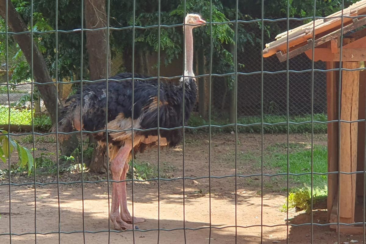 imagem colorida denuncia de descuido zoologico de goiania