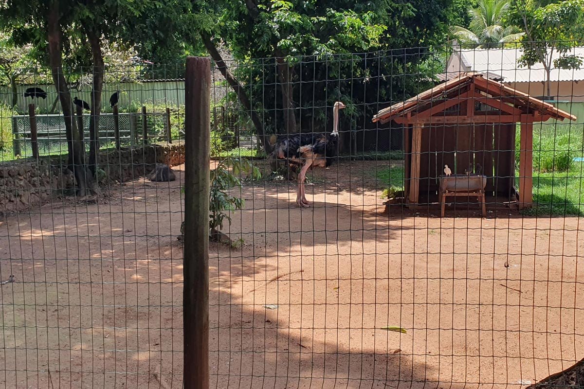 imagem colorida denuncia de descuido zoologico de goiania