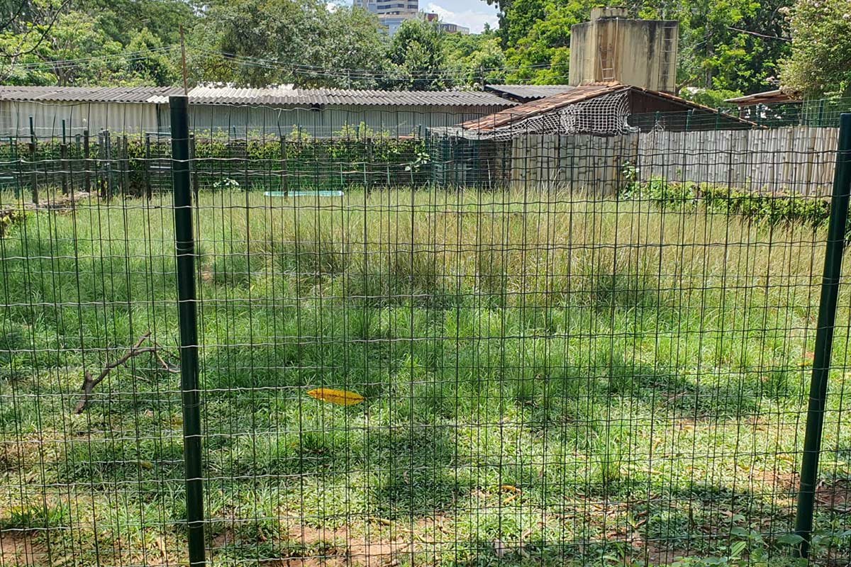 imagem colorida denuncia de descuido zoologico de goiania