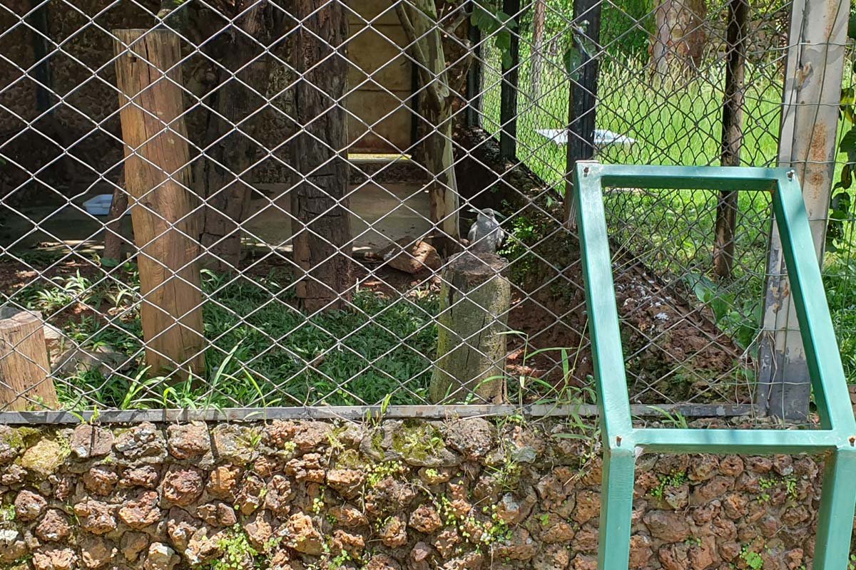 imagem colorida denuncia de descuido zoologico de goiania