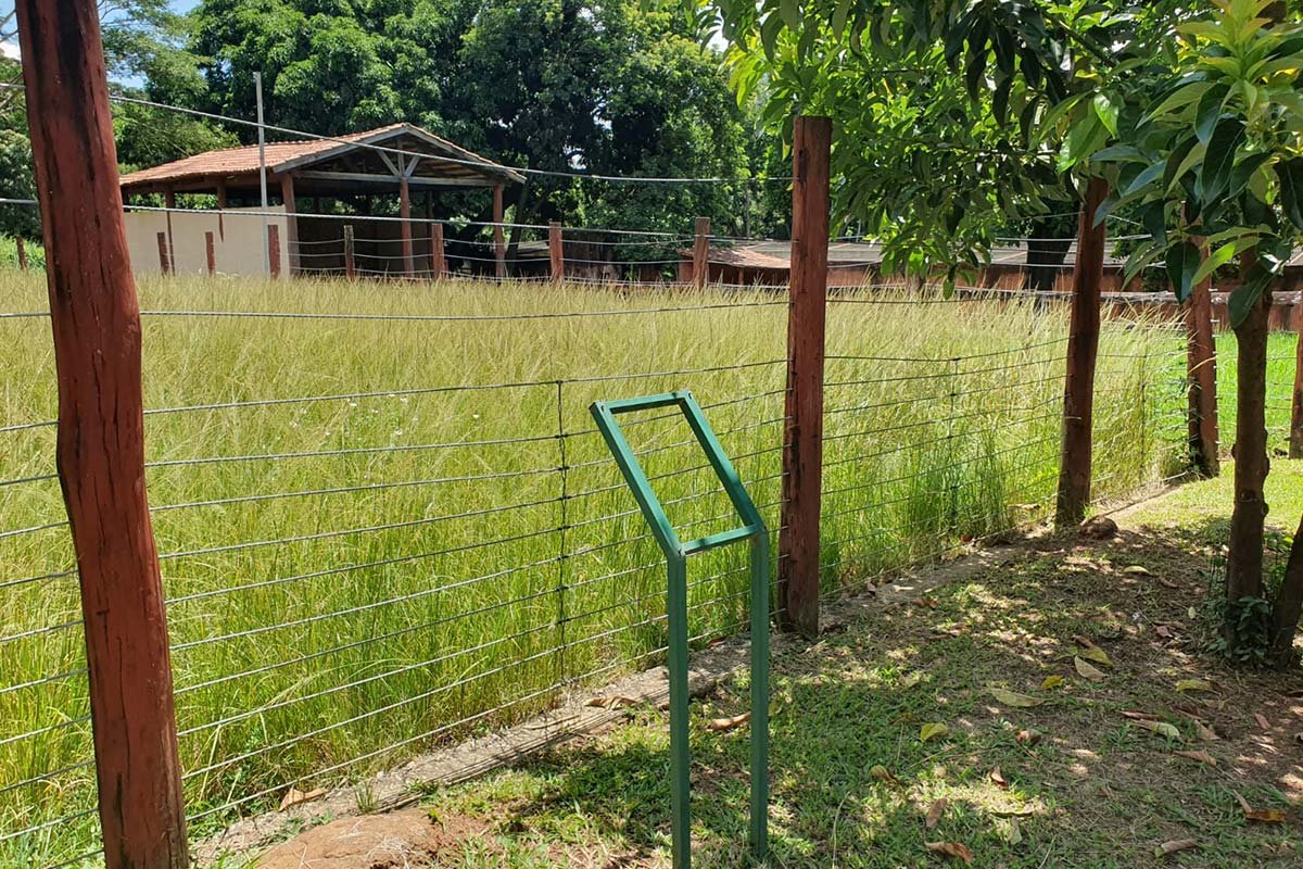 imagem colorida denuncia de descuido zoologico de goiania