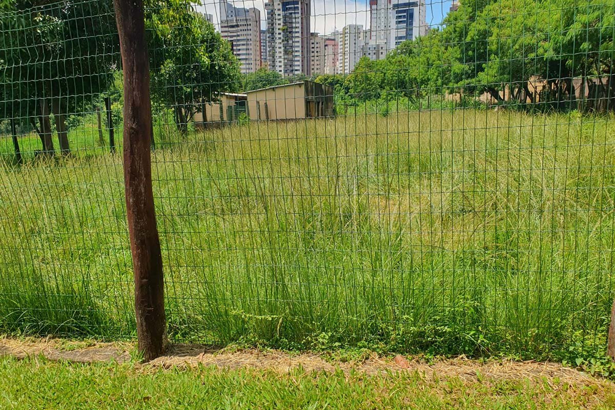 imagem colorida denuncia de descuido zoologico de goiania