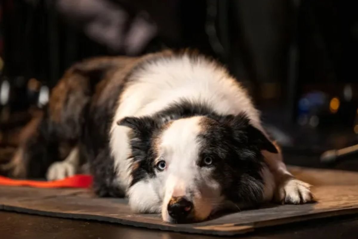 Foto colorida de um cachorro peludo - Metrópoles