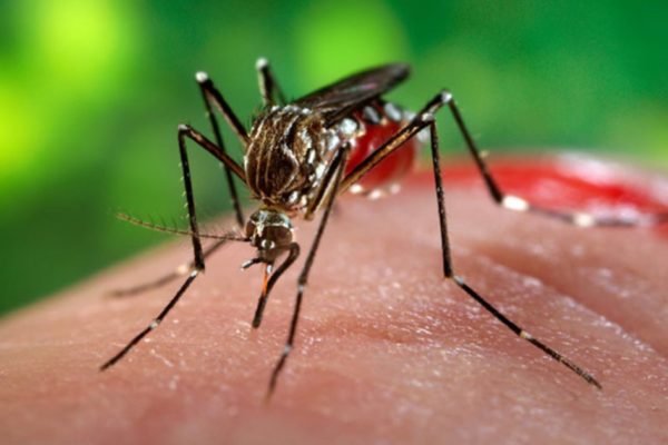 Imagem colorida mostra mosquito da chikungunya em cima de pele humana - Metrópoles