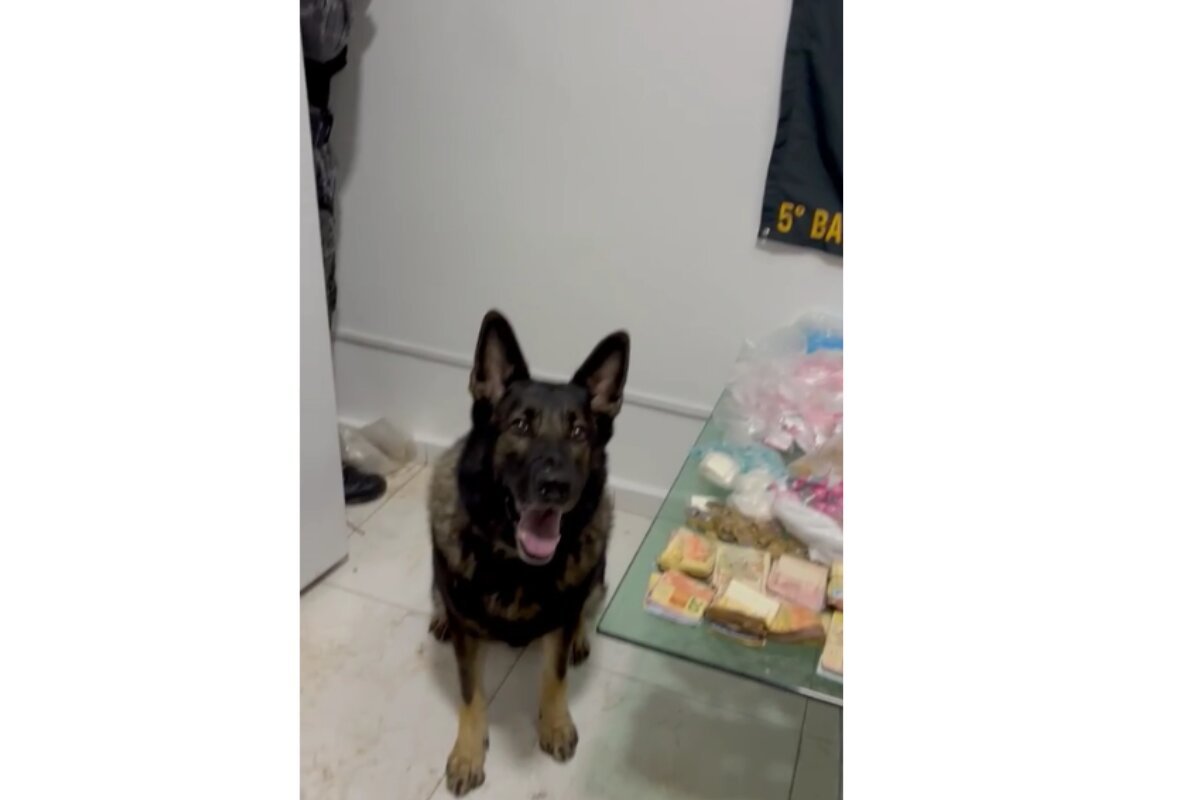 Foto colorida de cão farejador da PM ao lado de drogas e dinheiro sobre mesa de vidro - Metrópoles