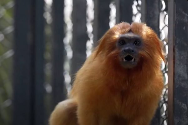 Imagem colorida de mico-leão-dourado resgatado - Metrópoles