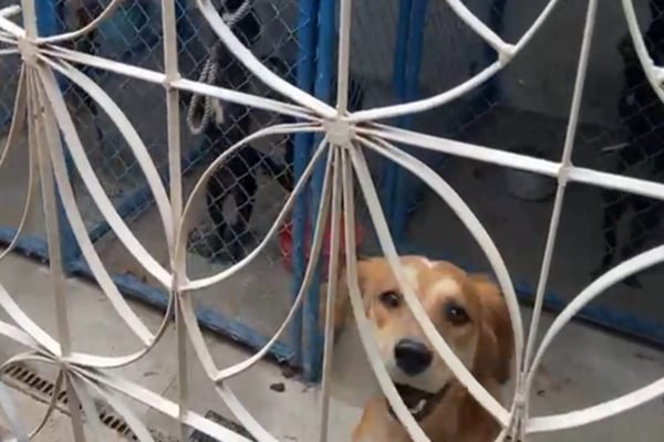 Foto colorida de cachorros presos em canil