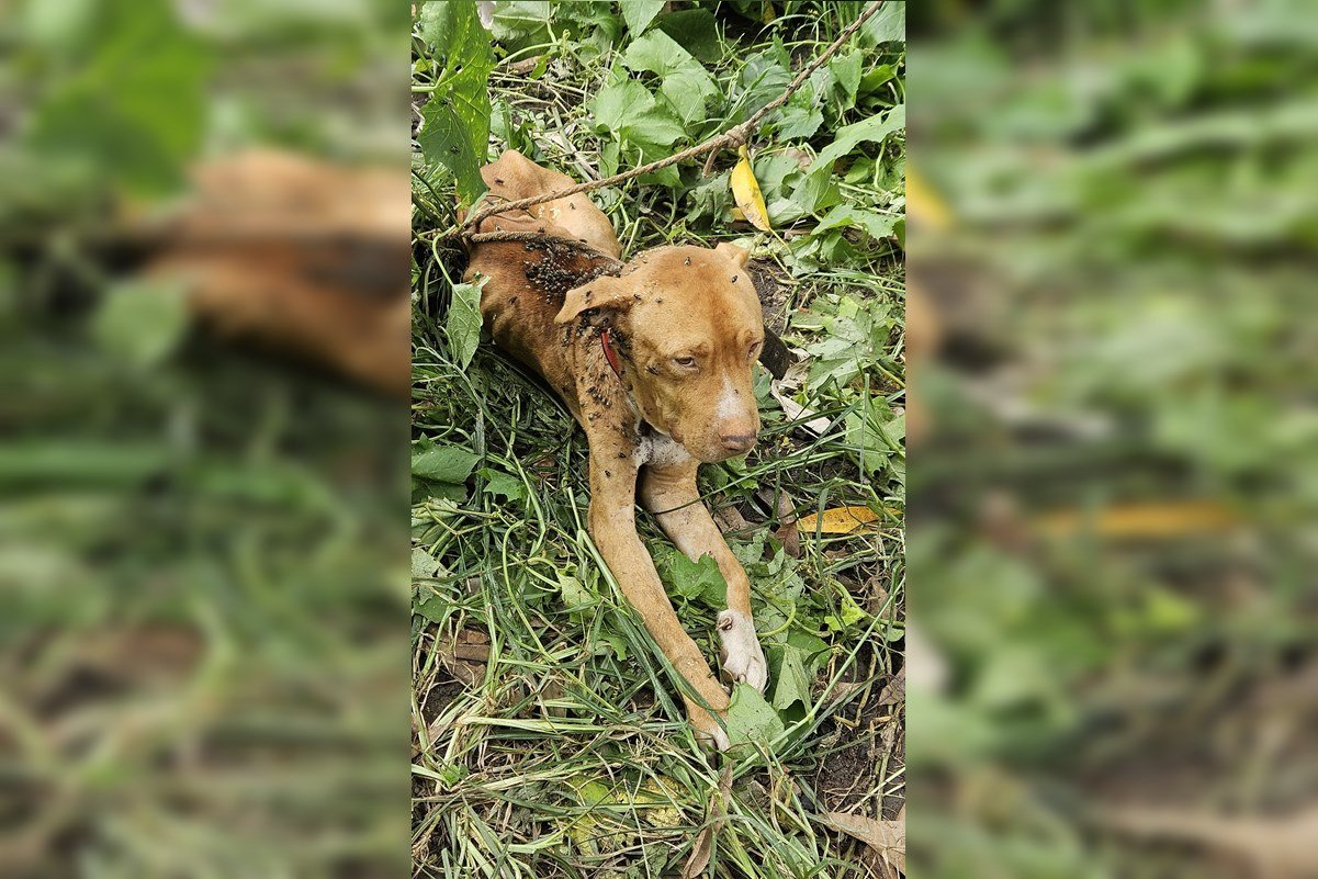 Imagem colorida de ocorrência de maus-tratos animais em Goiás