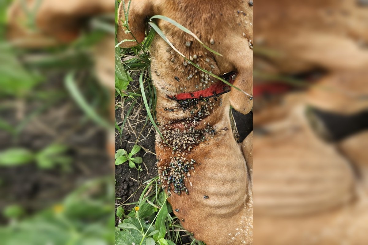 Imagem colorida de ocorrência de maus-tratos animais em Goiás