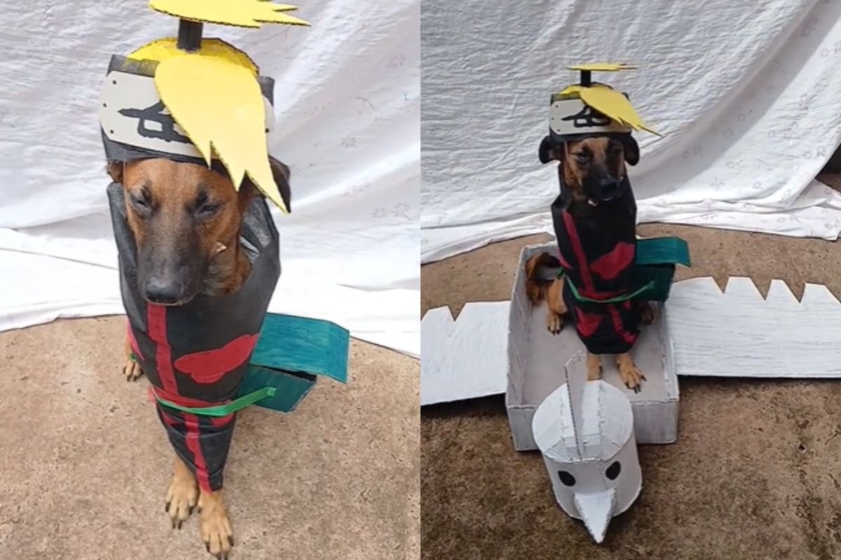 Vídeo: cachorro viraliza ao se transformar em personagem de Naruto ...