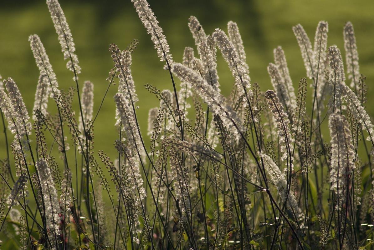 Black Cohosh, Cimifuga racemosa. 