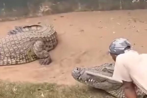 Imagem colorida de crocodilo e cuidador - Metrópoles