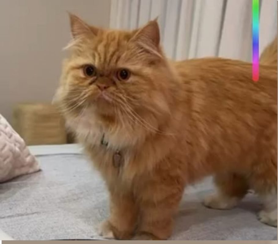 Gato de pelo e olhos laranjas e brancos