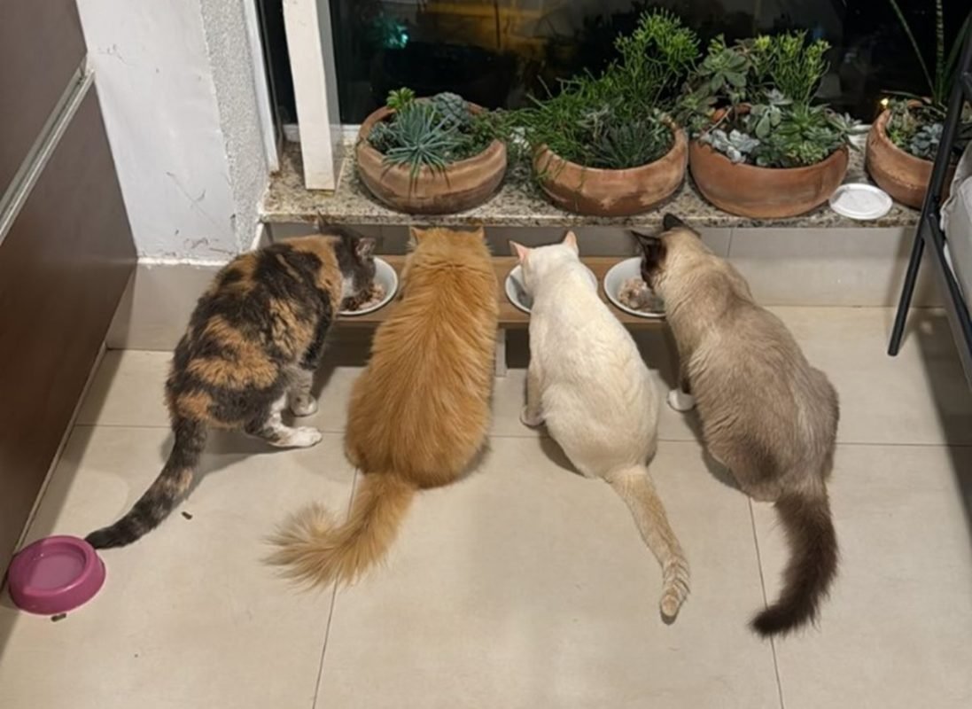 Foto colorida de quatro gatos comendo em tigelas