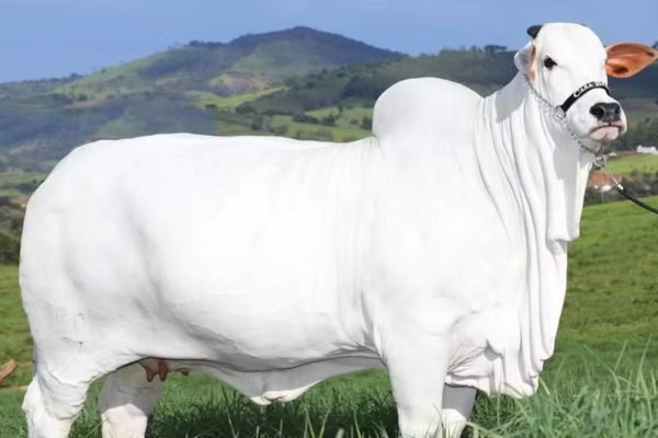 imagem colorida vaca mais cara do mundo