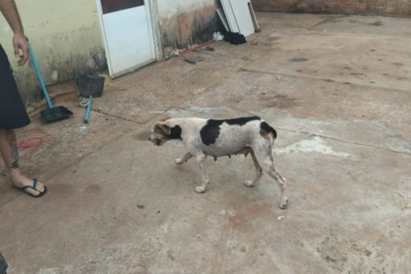 foto colorida de flagrante de maus-tratos a duas cadelas em Teodoro Sampaio (SP); tutor foi multado pela Polícia Ambiental - Metrópoles