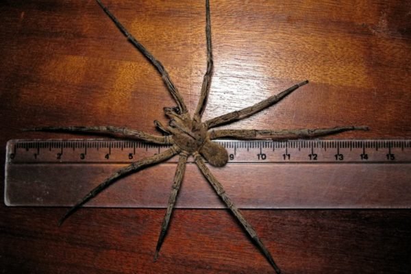 Fotografia mostra aranha-armadeira em cima de uma mesa de madeira, sendo medida com uma régia transparente - Metrópoles