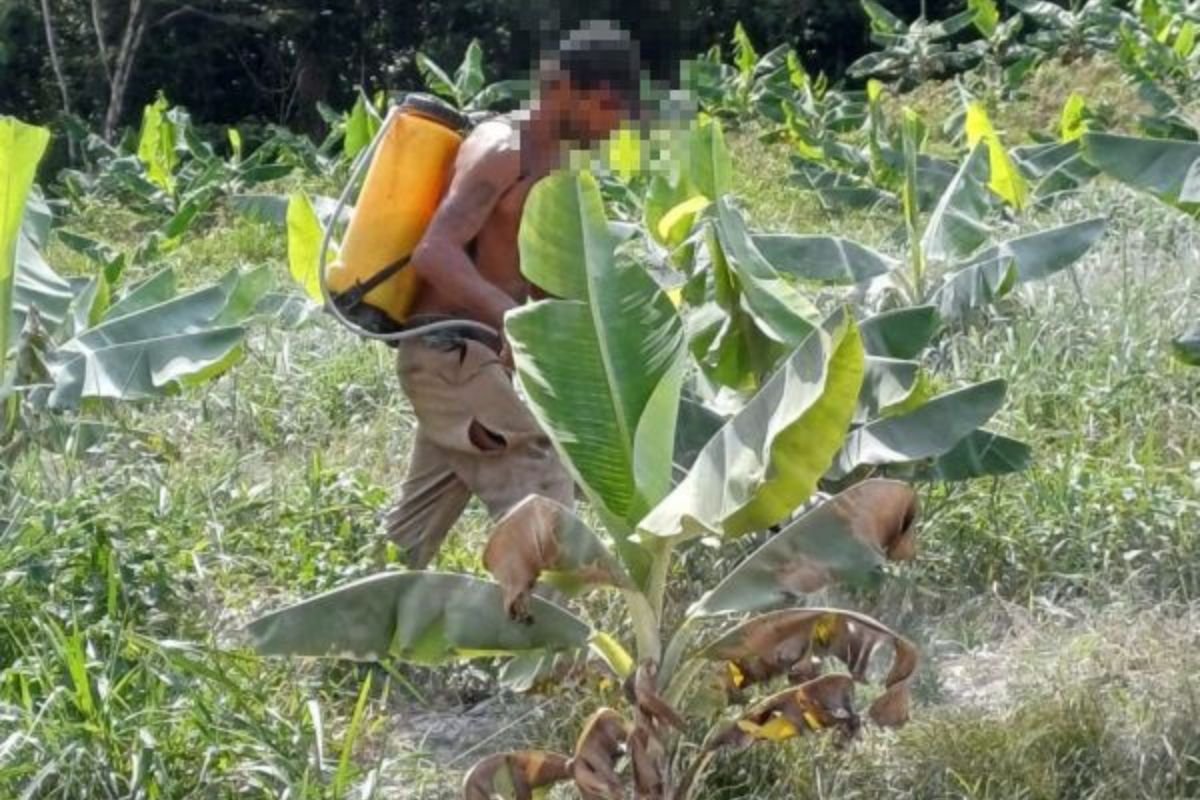 Imagem colorida mostra trabalhador, sem camisa e de boné, em lavoura de banana - Metrópoles