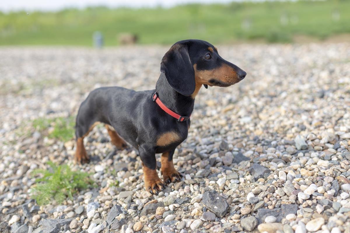 Foto colorida de um cachorro da raça dachshund - Metrópoles