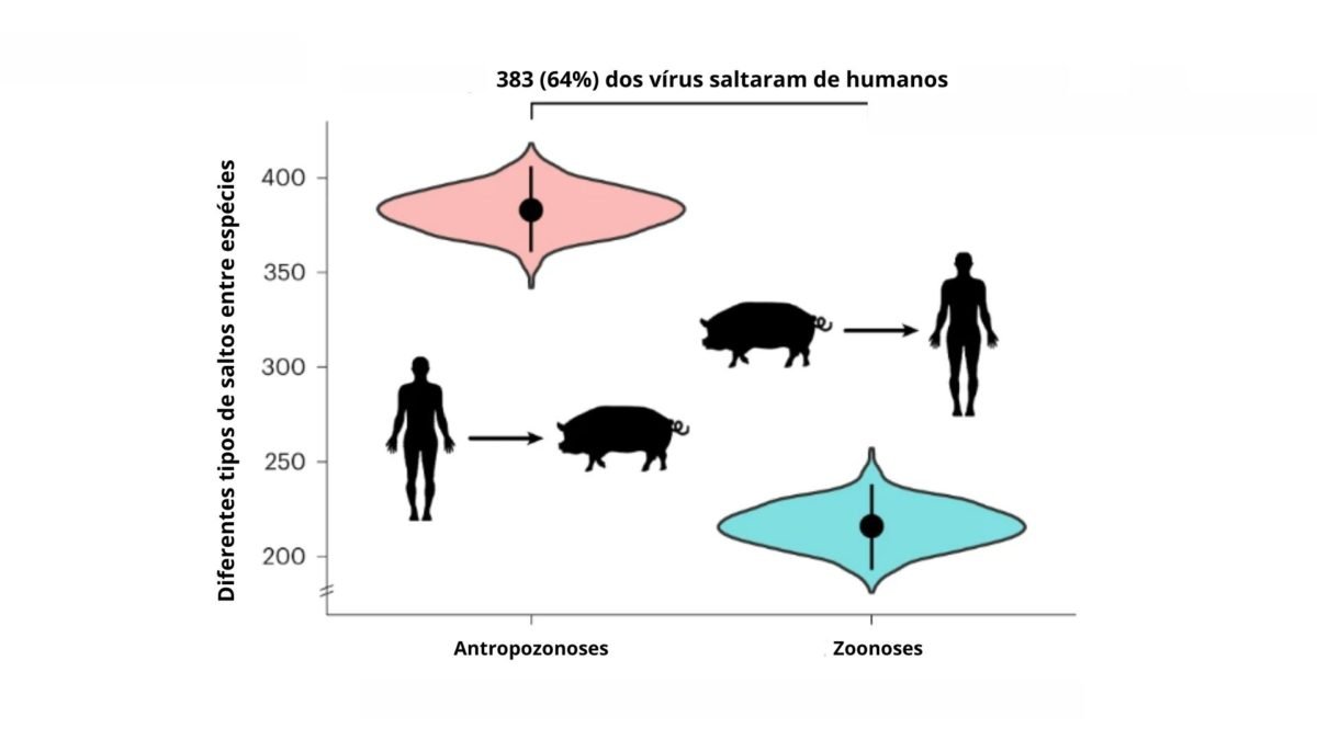 Relação entre vírus que saltaram de humanos para animais
