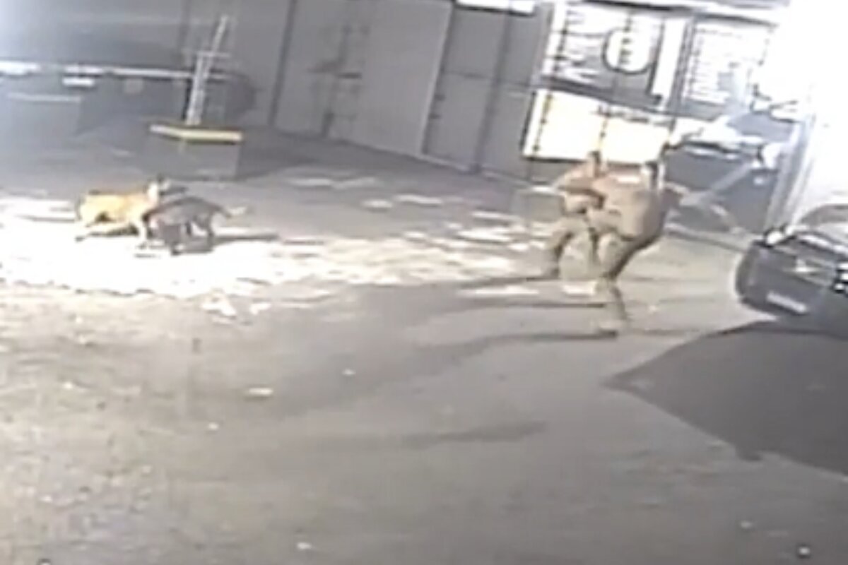 Imagem colorida com dois policiais brigando e cães se levantando- Metrópoles