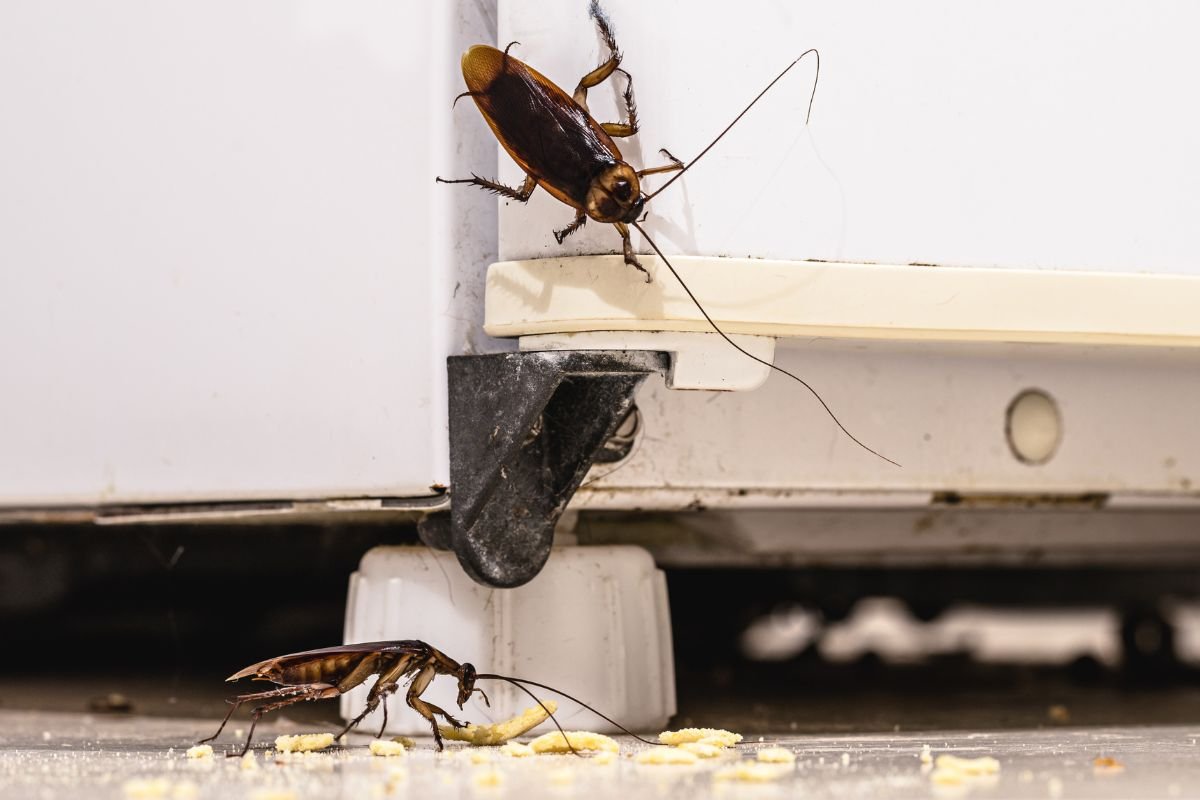 Adeus, Baratas! Descubra os 4 Segredos que Afastam Essas Pragas da Sua Casa