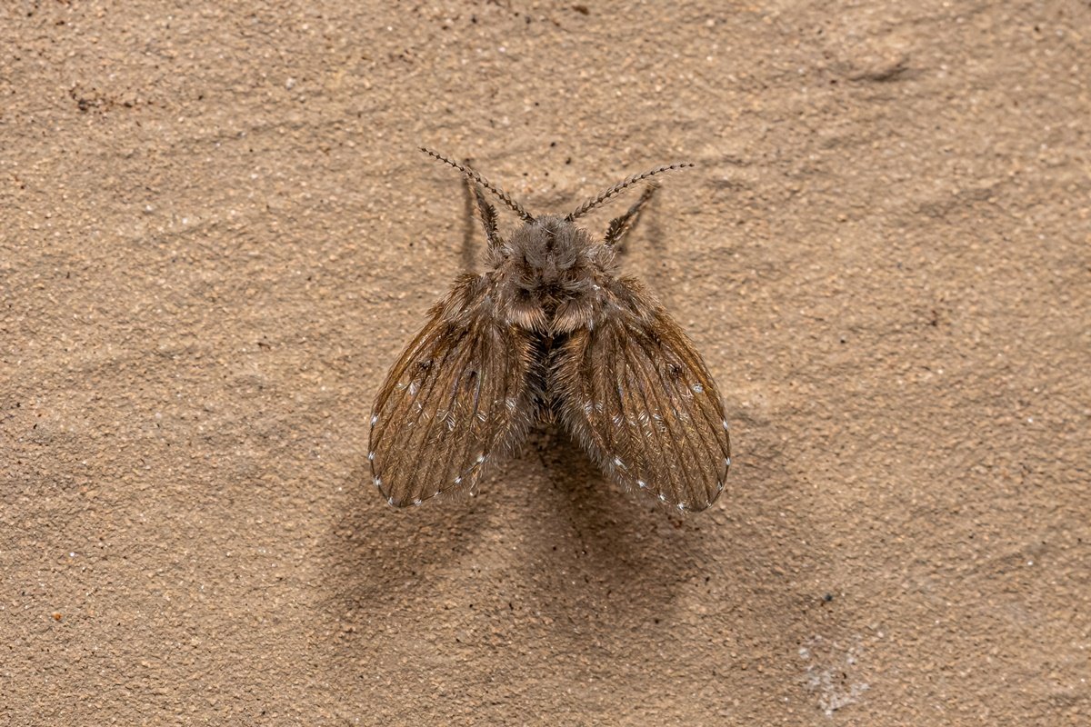 Imagem colorida de mosquito de banheiro - Metrópoles 