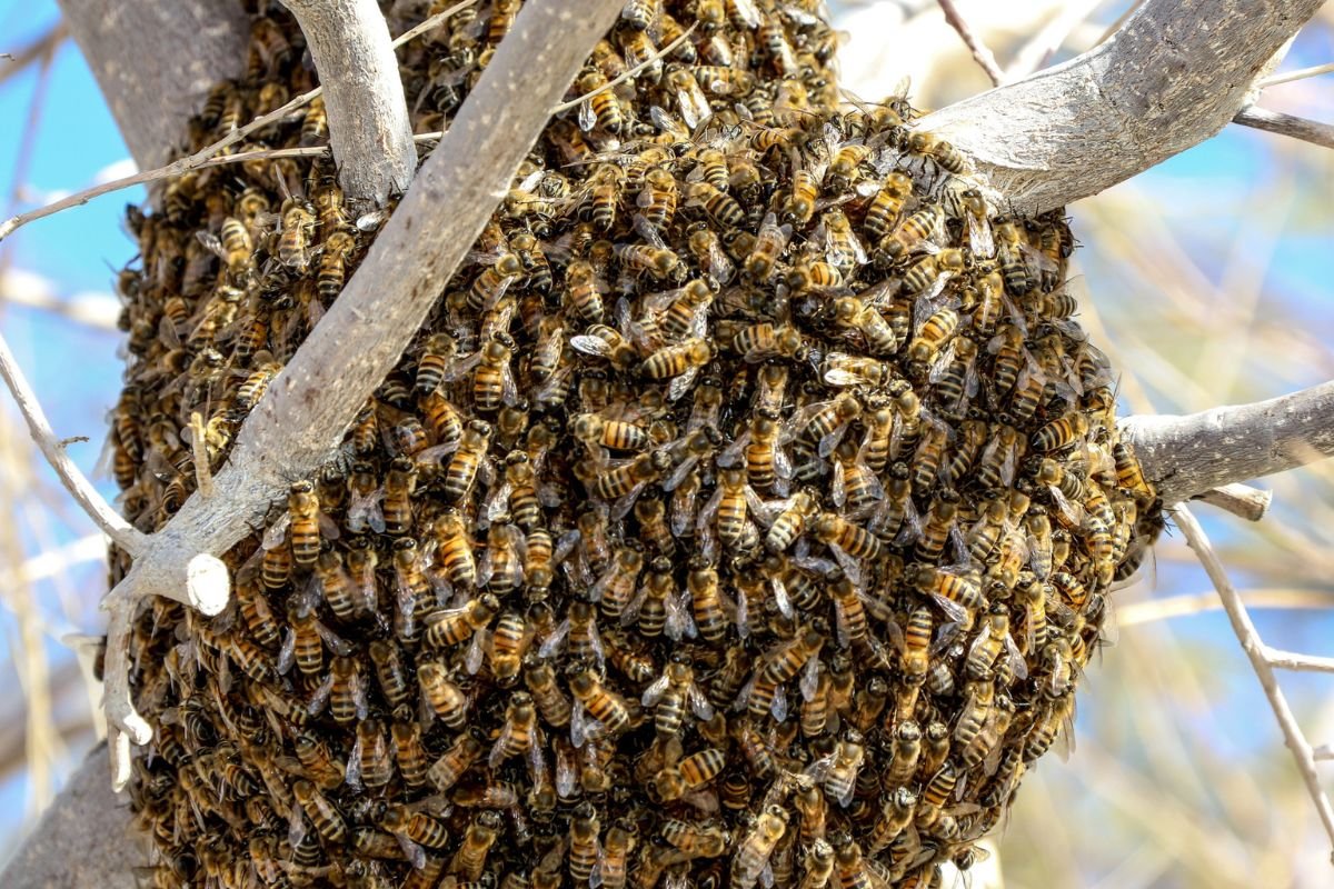 Abelhas atacam alunos e professores de escola pública do DF