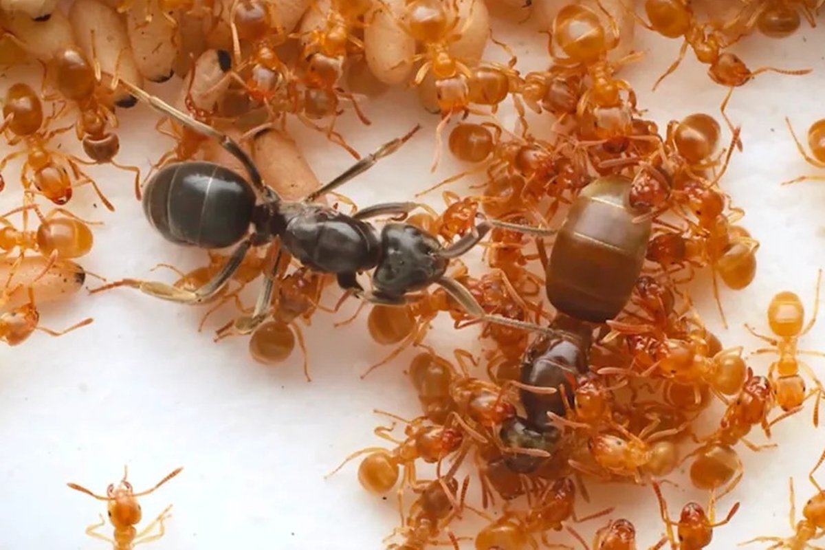 Formigas Parasitas: A Estratégia Bizarra que Engana Operárias e Destrói Rainhas!
