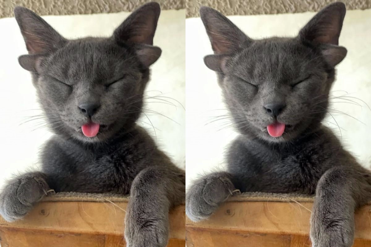 gata midas de quatro orelhas