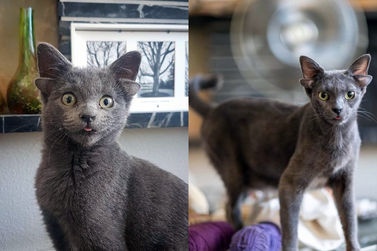 gata midas de quatro orelhas