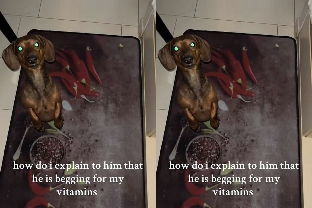 cachorros salsicha viralizam por tamanho