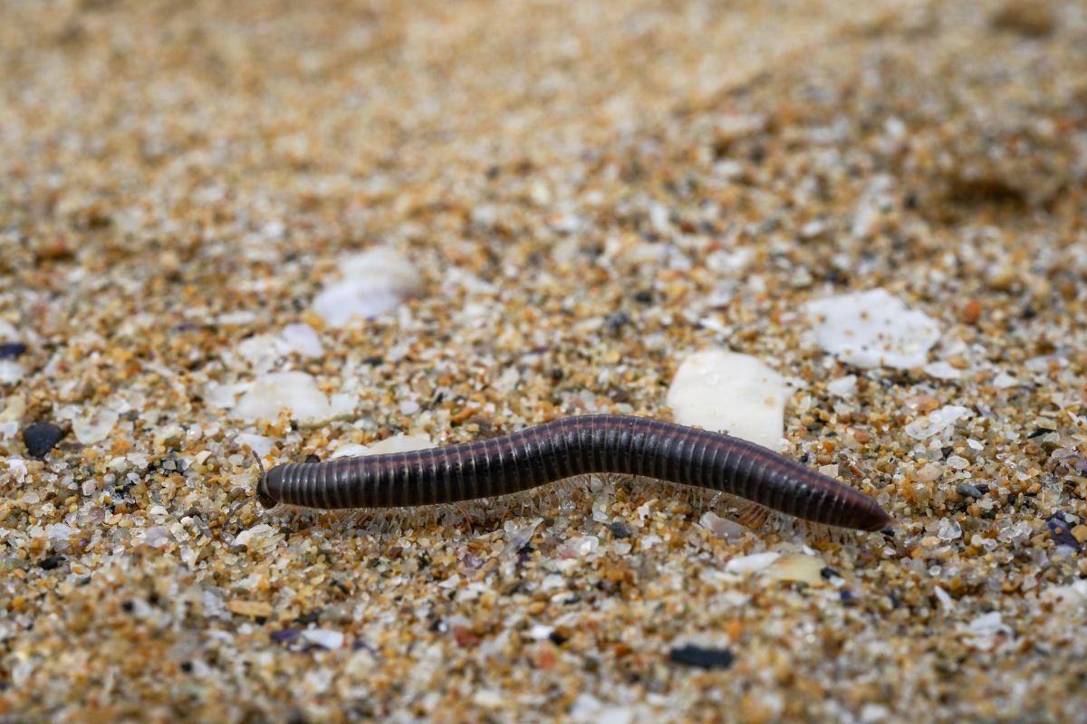 foto colorida lacraia 