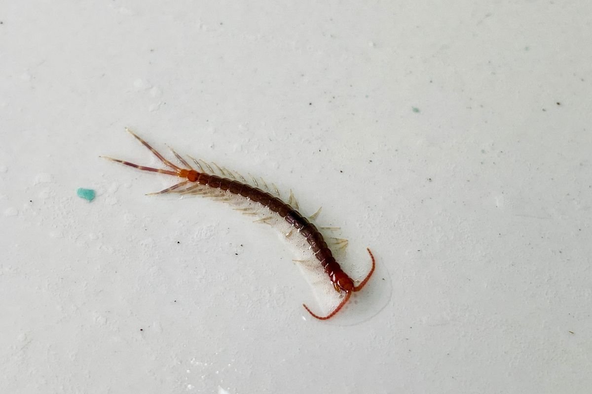 foto colorida lacraia 