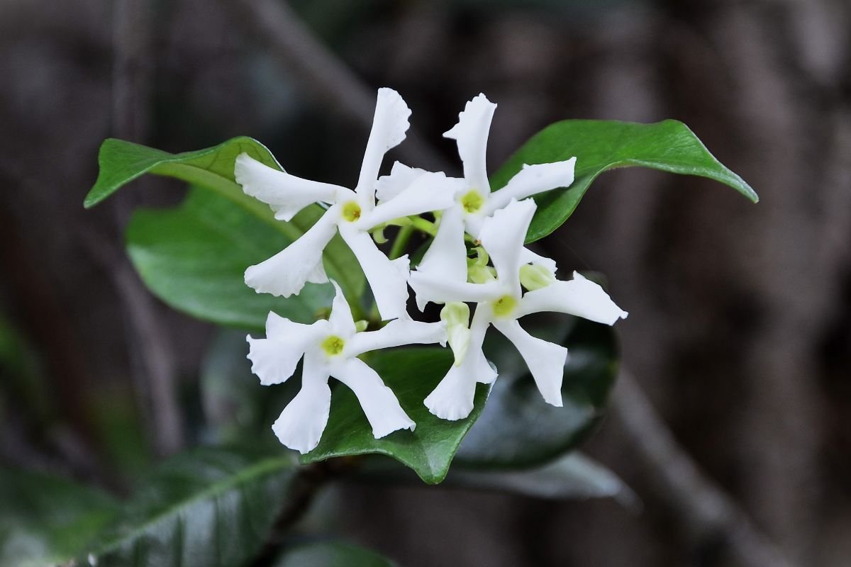 foto colorida trepadeira jasmim-de-leite