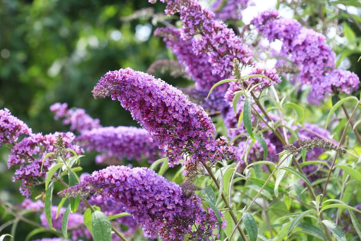 Planta Budléia - Buddleja davidii