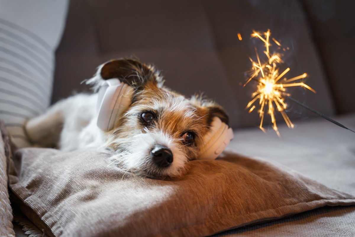 cachorro com medo de fogos